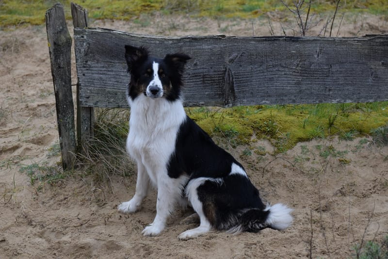 leren hondjes fotograferen