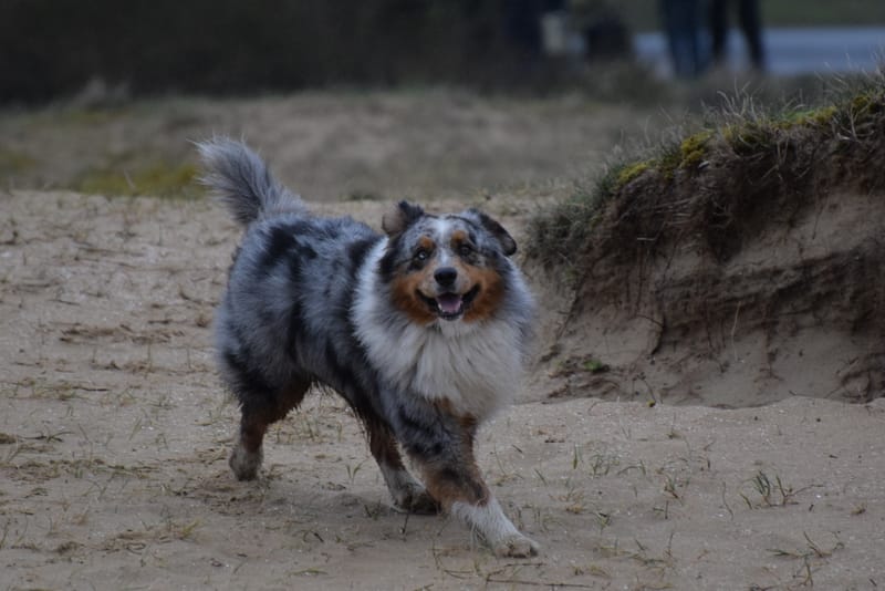 leren hondjes fotograferen