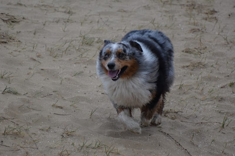 leren hondjes fotograferen
