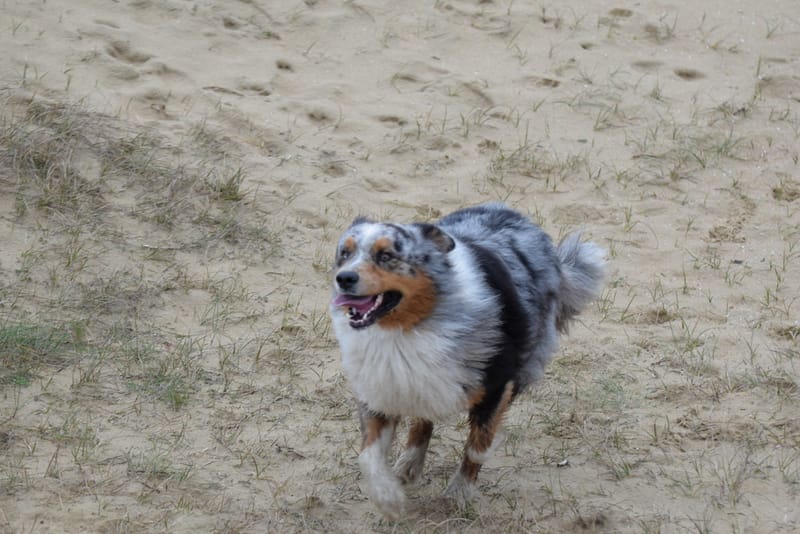 leren hondjes fotograferen