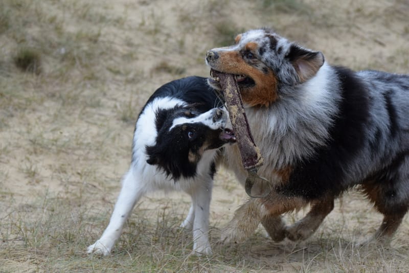 leren hondjes fotograferen