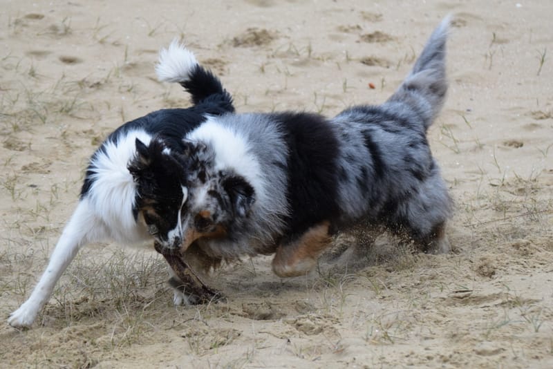 leren hondjes fotograferen