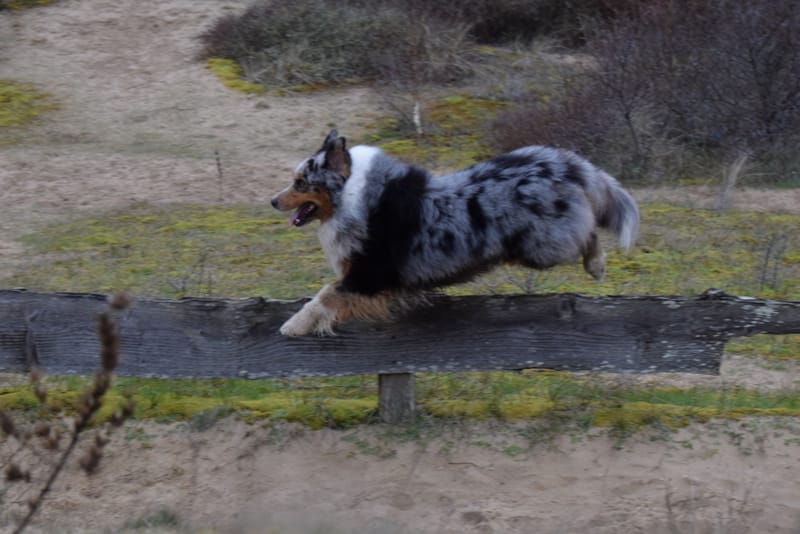 leren hondjes fotograferen