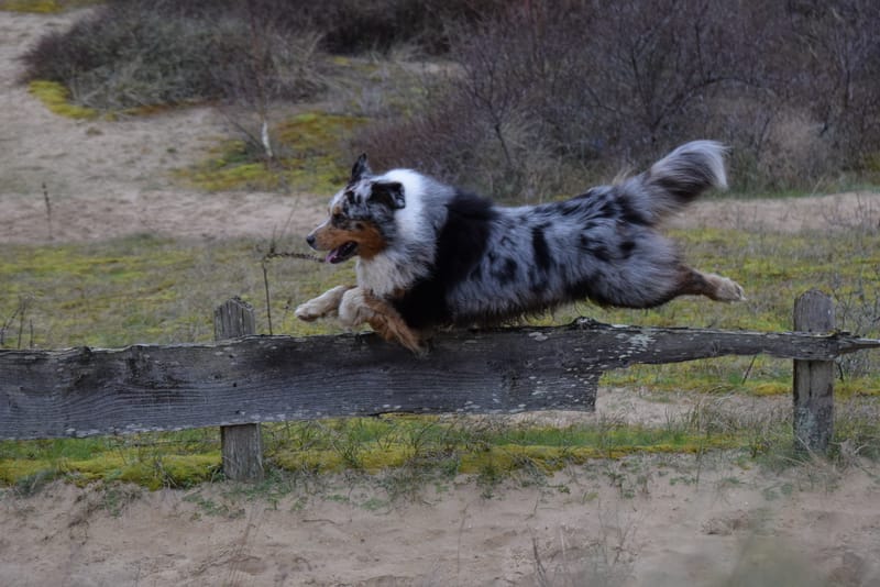 leren hondjes fotograferen