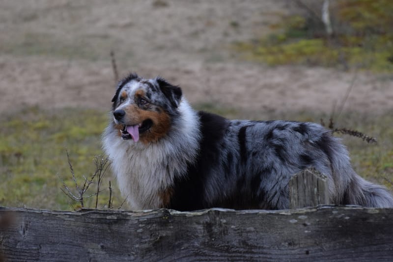 leren hondjes fotograferen