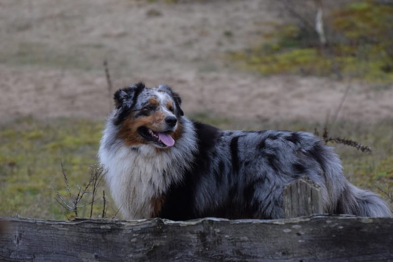 leren hondjes fotograferen