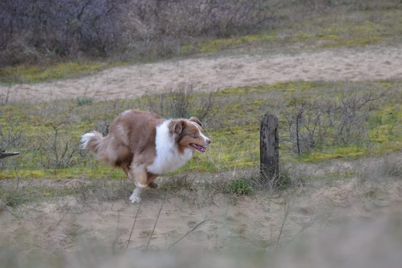 leren hondjes fotograferen