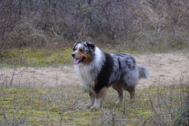 leren hondjes fotograferen