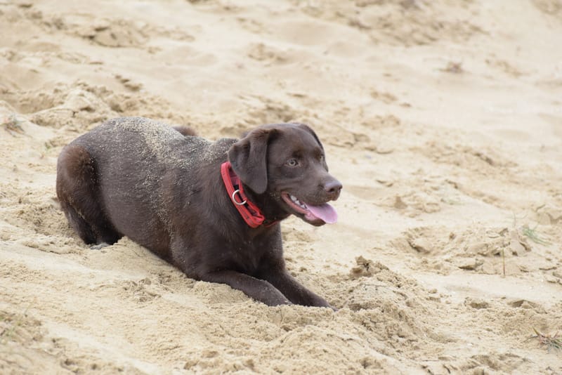 leren hondjes fotograferen