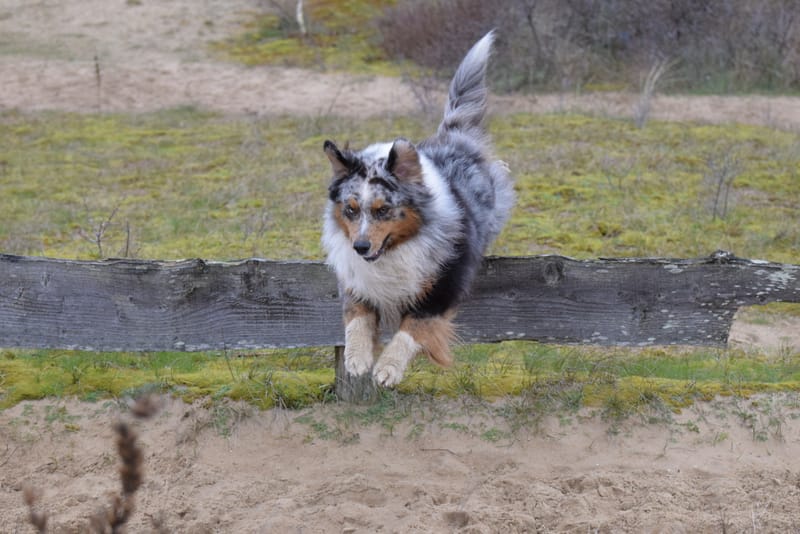 leren hondjes fotograferen