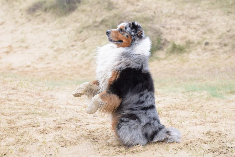 leren hondjes fotograferen