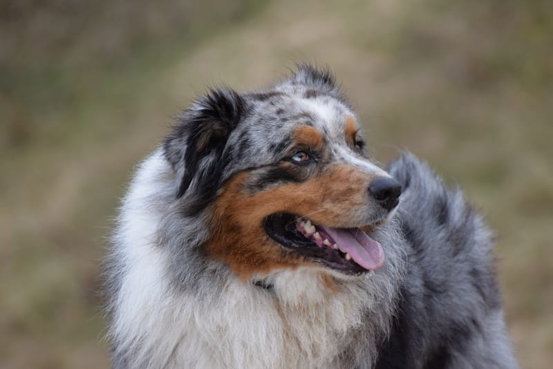 leren hondjes fotograferen