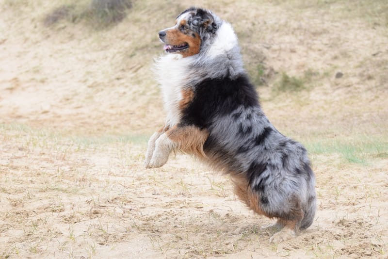 leren hondjes fotograferen