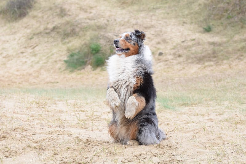 leren hondjes fotograferen