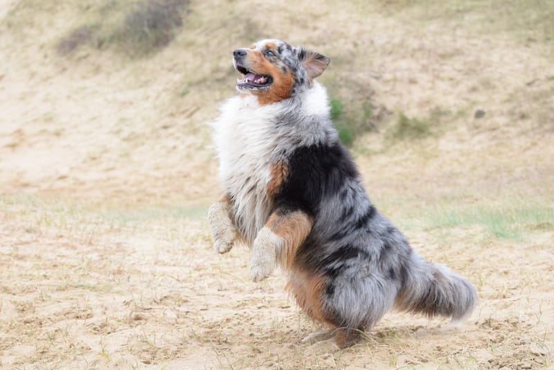 leren hondjes fotograferen