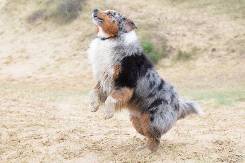 leren hondjes fotograferen