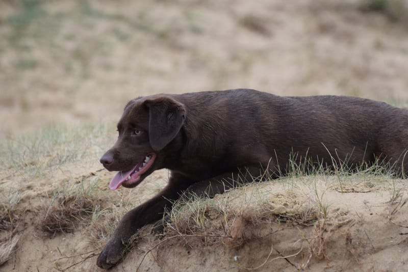 leren hondjes fotograferen