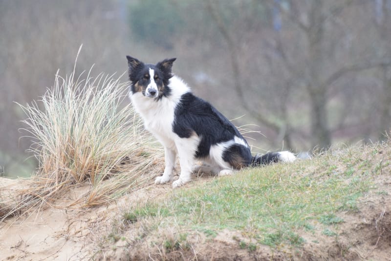 leren hondjes fotograferen