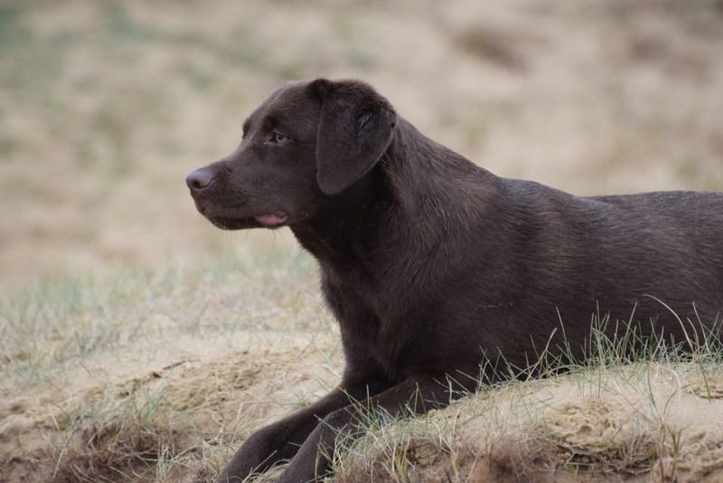 leren hondjes fotograferen