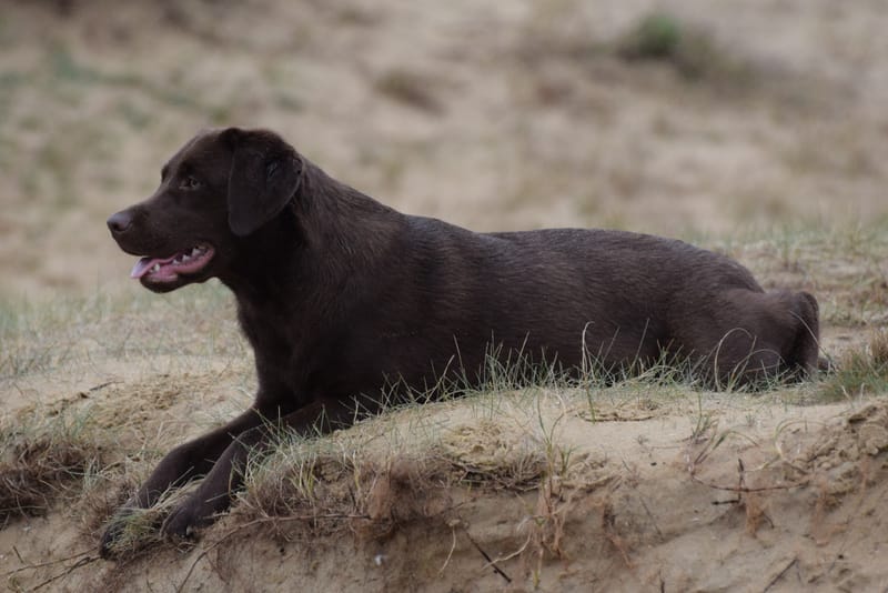 leren hondjes fotograferen