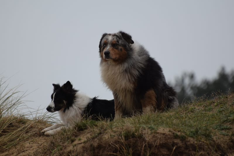 leren hondjes fotograferen
