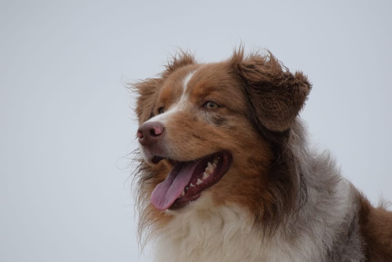leren hondjes fotograferen