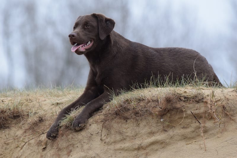 leren hondjes fotograferen