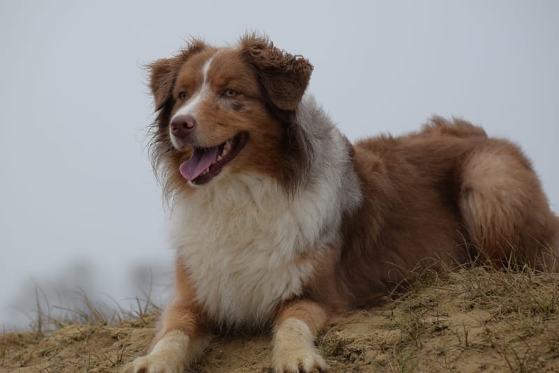 leren hondjes fotograferen