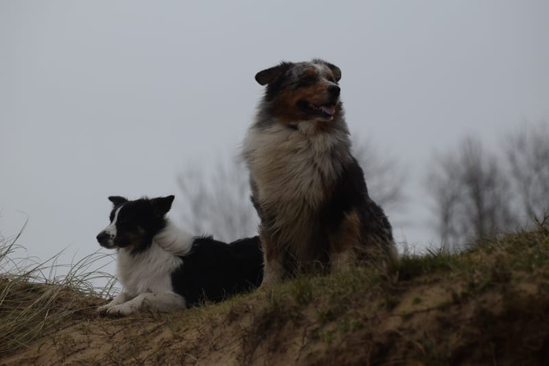 leren hondjes fotograferen