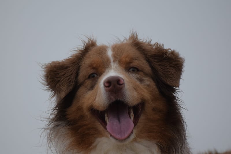 leren hondjes fotograferen