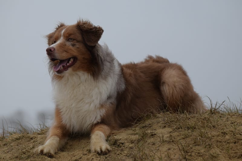 leren hondjes fotograferen