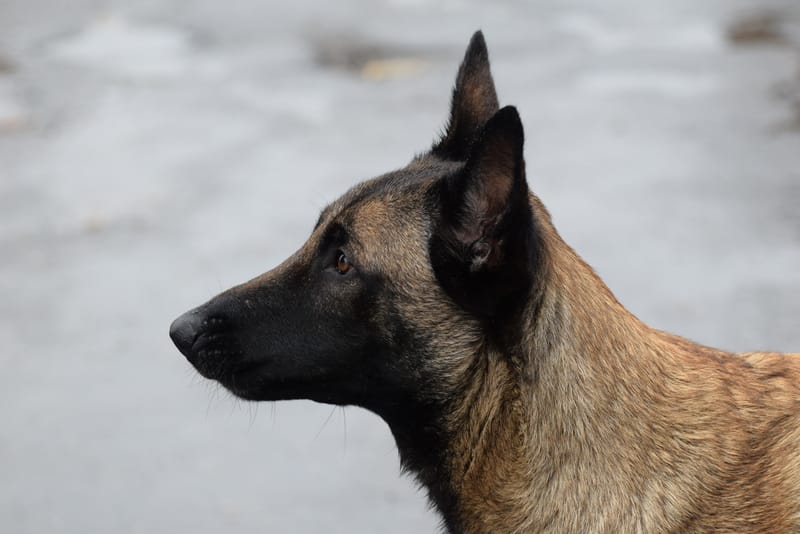 leren hondjes fotograferen