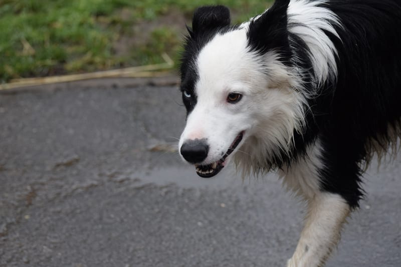leren hondjes fotograferen