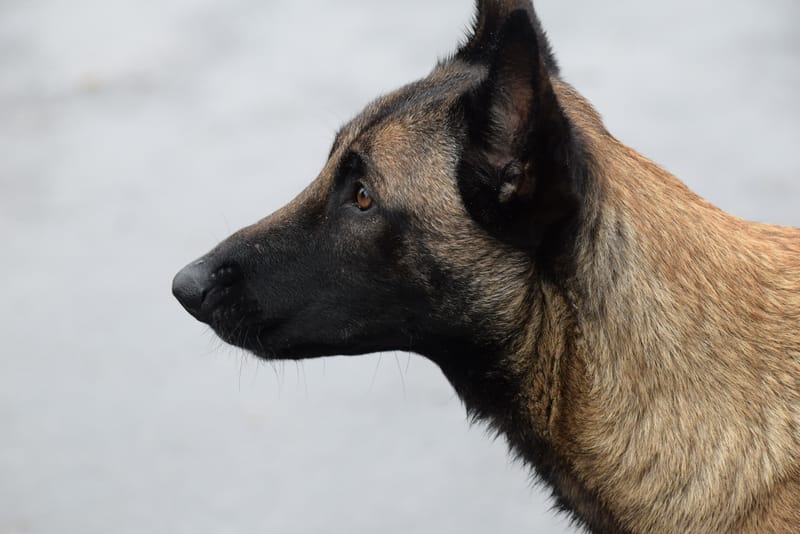 leren hondjes fotograferen