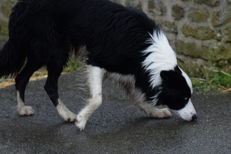 leren hondjes fotograferen