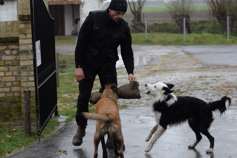 leren hondjes fotograferen