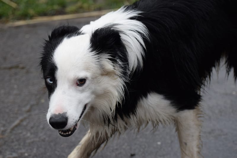 leren hondjes fotograferen