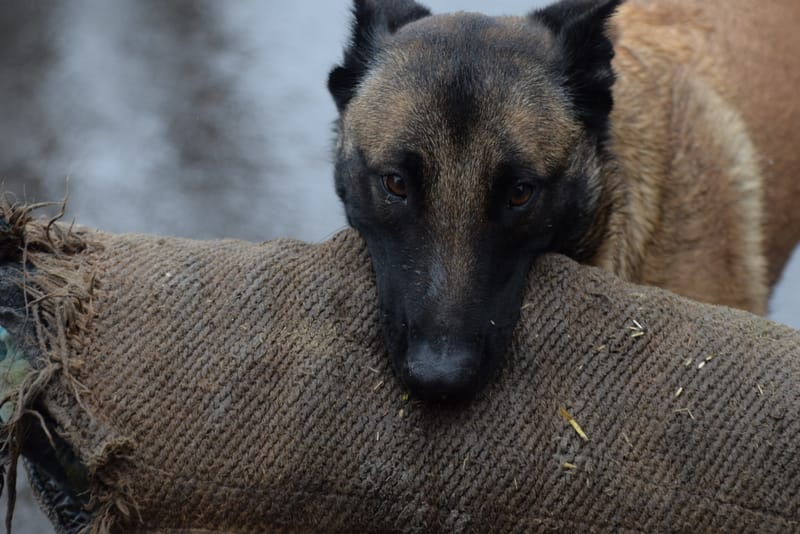 leren hondjes fotograferen