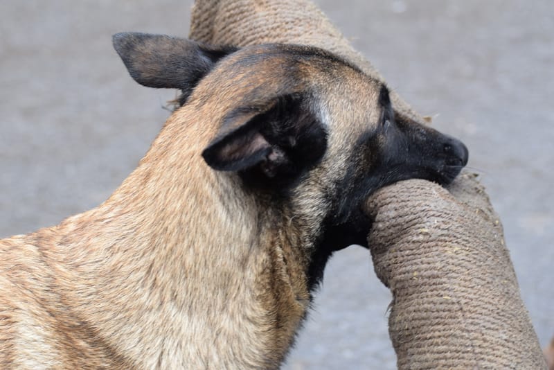leren hondjes fotograferen