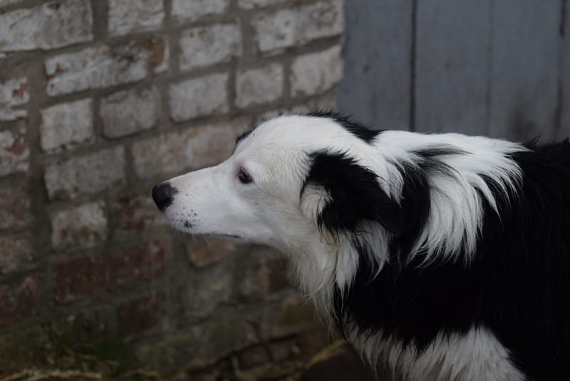 leren hondjes fotograferen