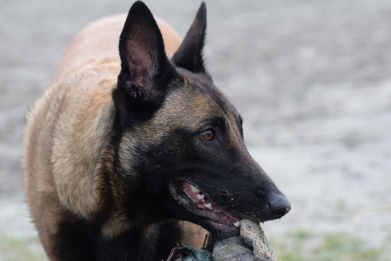 leren hondjes fotograferen