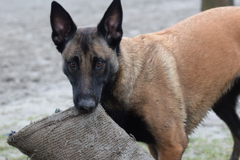 leren hondjes fotograferen