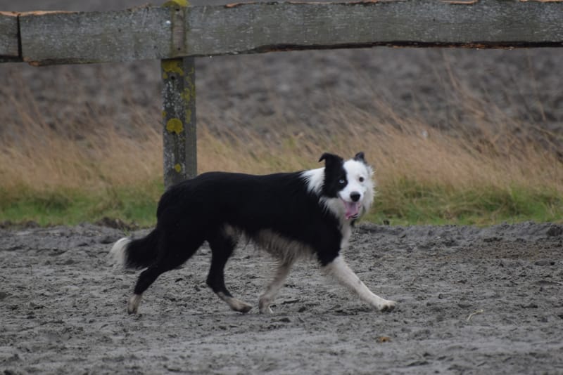 leren hondjes fotograferen