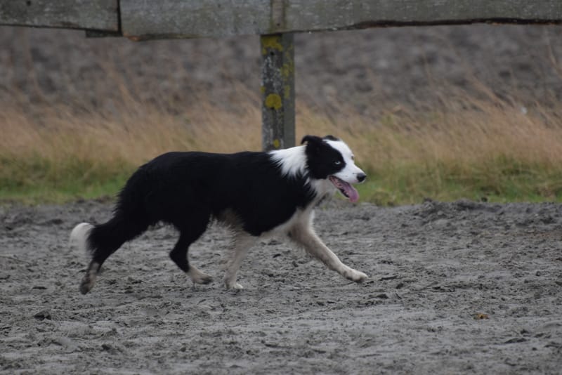leren hondjes fotograferen