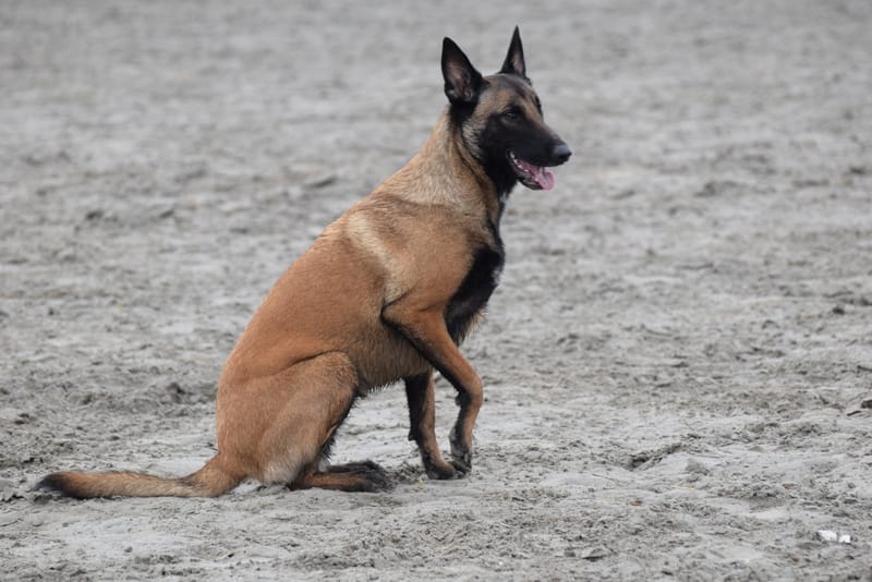 leren hondjes fotograferen