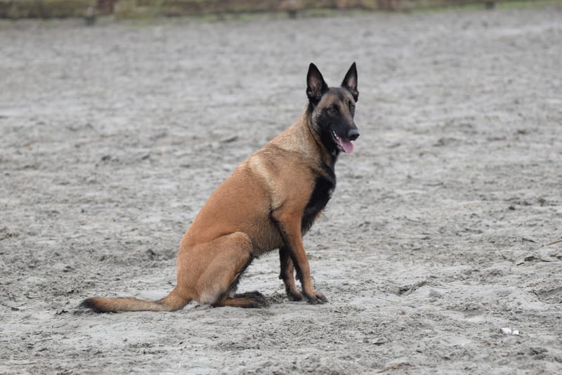 leren hondjes fotograferen