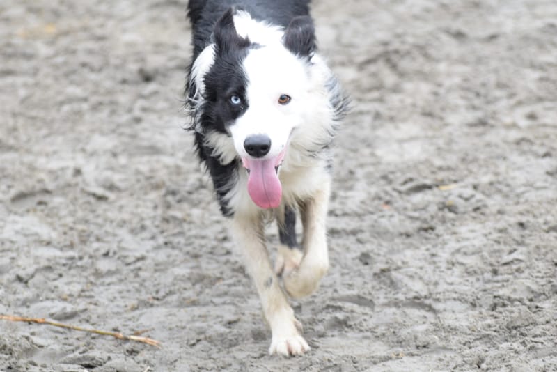 leren hondjes fotograferen