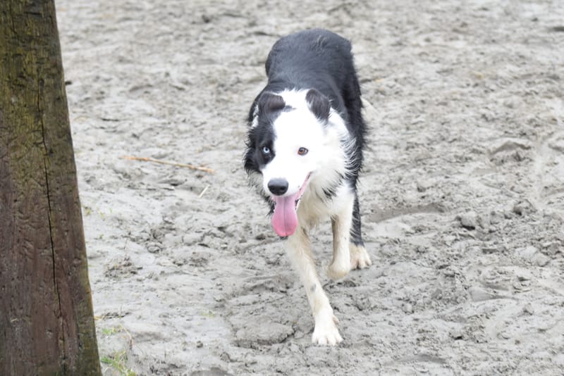 leren hondjes fotograferen