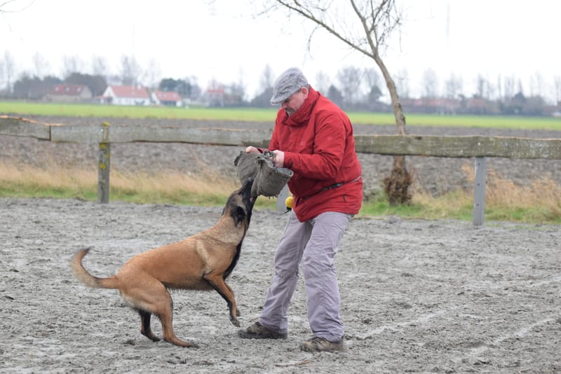 leren hondjes fotograferen