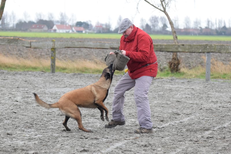 leren hondjes fotograferen